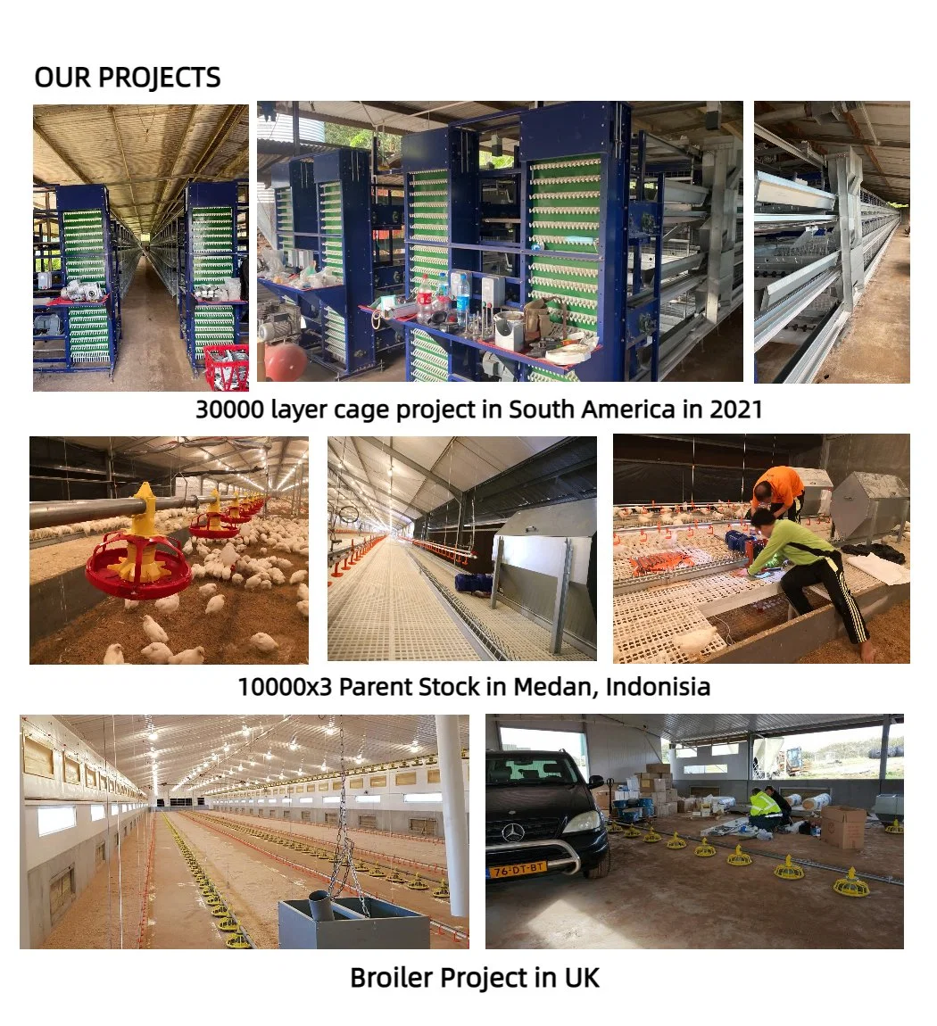 Good Price Poultry Farm Equipment Full Automatic Ground Chicken Feeding System